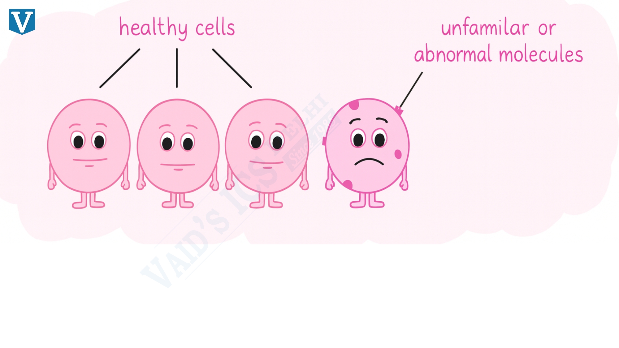 Why Immune System Doesn’t Attack the Body